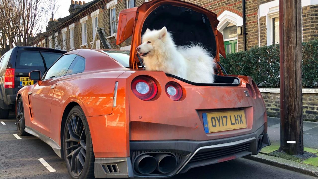 Top 9 des voitures et des chiens TopGear